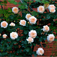 Саженцы Роза плетистая Пенни Лейн