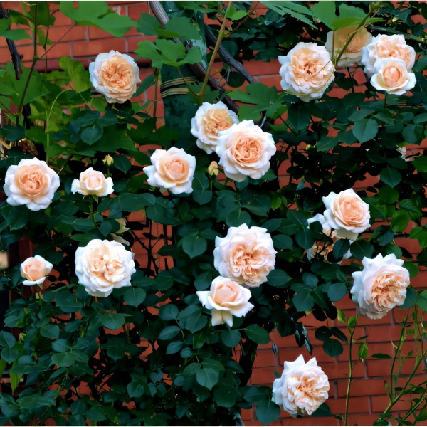 Саженцы Роза плетистая Пенни Лейн
