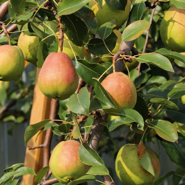Саженцы Груша Осенняя Яковлева