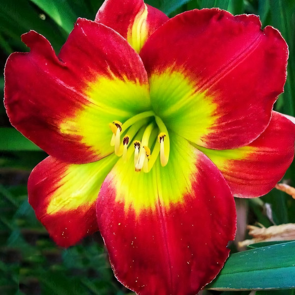 Саженцы Лилейник Christmas Is (Кристмас Из)