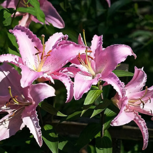  Лилия восточная Chelsea (Челси)