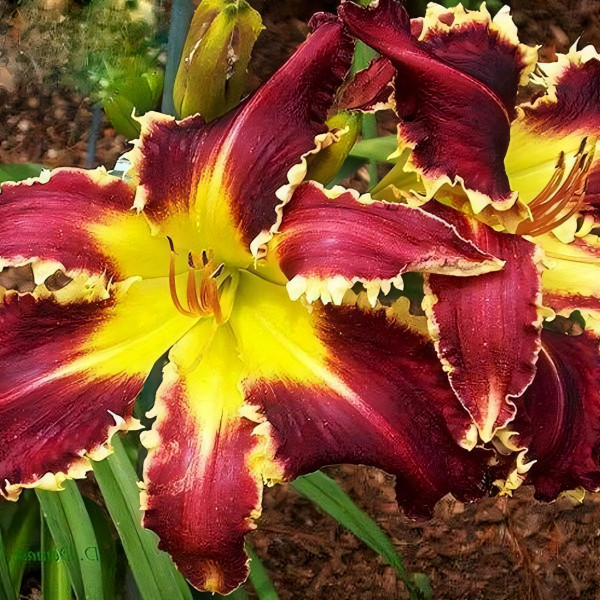 Саженцы Лилейник Eight Miles High (Эйт Майлс Най)