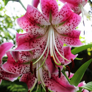  Лилия Speciosum Rubrum (Сп. Рубрум)