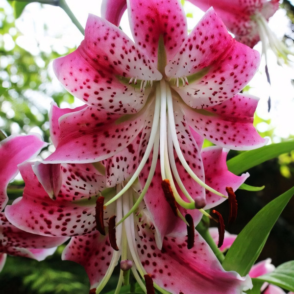 Луковицы  Лилия Speciosum Rubrum (Сп. Рубрум) (3шт.)