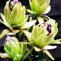 Луковицы  Лилия азиатская Mystery Dream (Мистери Дрим) (3шт.)