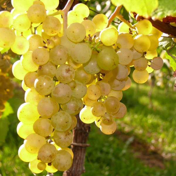 Саженцы Виноград Солнечный