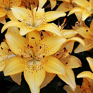  Лилия азиатская Apricot Joy (Априкот джой)