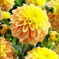 Саженцы Георгина декоративная Bocherell (Бочерелл)