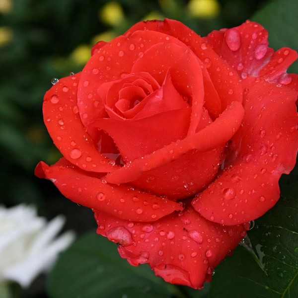 Саженцы Роза флорибунда Валентина