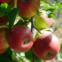 Саженцы Яблоня Уэлси