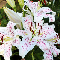 Луковицы  Лилия восточная Madelaine (Маделейн) (3шт.)