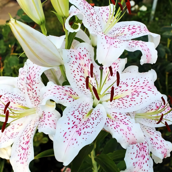 Луковицы  Лилия восточная Madelaine (Маделейн) (3шт.)