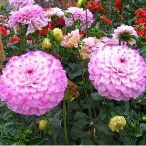 Саженцы Георгина помпонная Genova (Дженова)