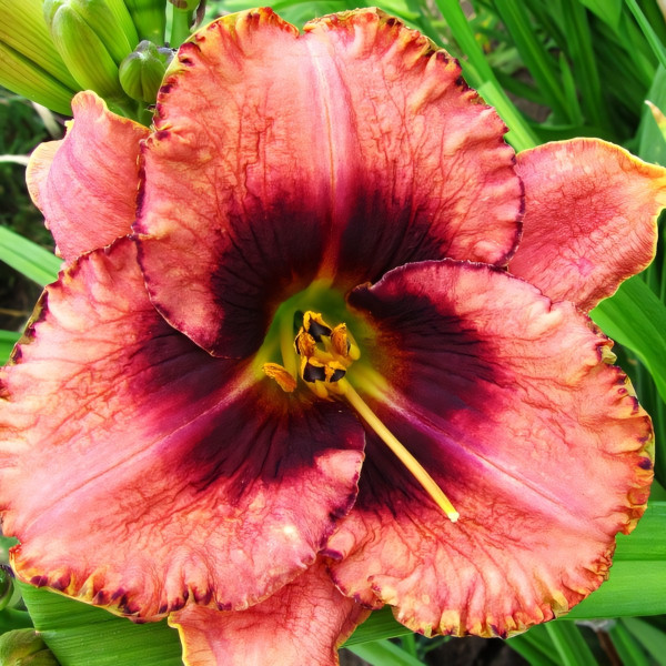 Саженцы Лилейник Awesome Blossom (Овесом Блоссом)