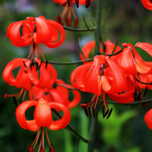  Лилия Pumilum (Пумилум)