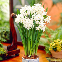 Луковицы Нарцисс Зива (в упаковке - 3шт.)