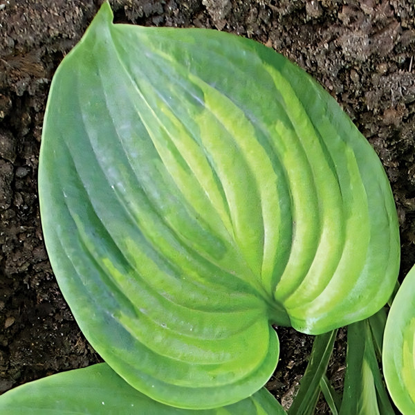 Саженцы Хоста Avocado (Авокадо) L
