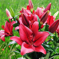 Луковицы  Лилия ЛА гибрид Atacama (Атакама) (3шт.)