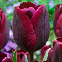 Тюльпан Роналдо (в упаковке - 3шт.)