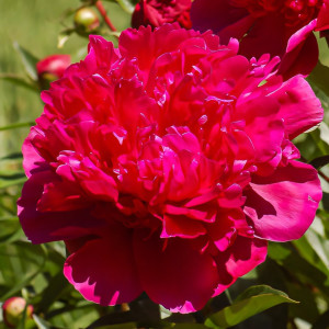 Пион травянистый Биг Бен