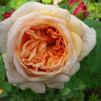 Саженцы Роза английская Пегас