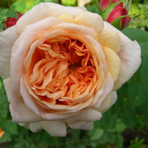 Саженцы Роза английская Пегас