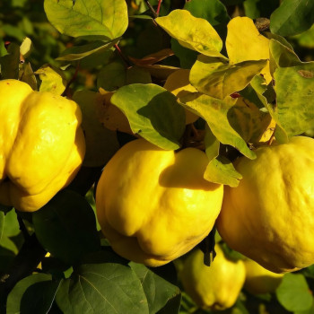 Саженцы Айва Таманская