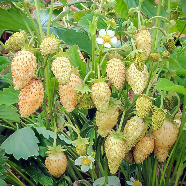 Клубника (мелкоплодная) Желтое чудо 5 шт. в упаковке