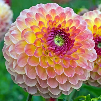 Саженцы Георгина декоративная Lakeland Autumn (Лейклэнд Отумн)