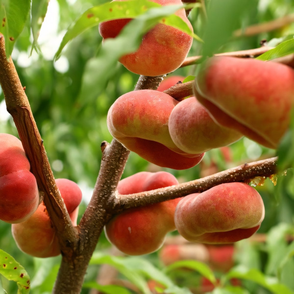 Саженцы Персик инжирный Никитинский