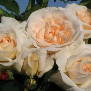 Саженцы Роза флорибунда Космос