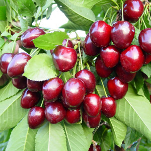 Саженцы Черешня Сюрприз