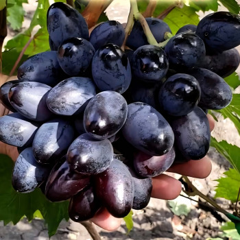 Саженцы Виноград Богатырь