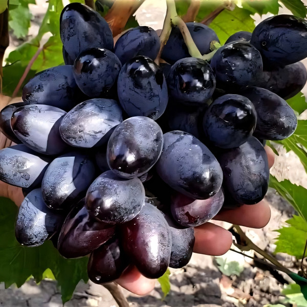 Саженцы Виноград Богатырь