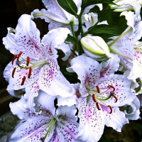 Луковицы  Лилия восточная Extravaganze (Экстраваганца) (3шт.)