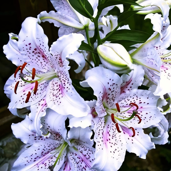 Луковицы  Лилия восточная Extravaganze (Экстраваганца) (3шт.)