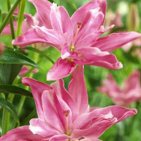 Луковицы  Лилия азиатская Candy Blossom (Кэнди Блоссом) (3шт.)