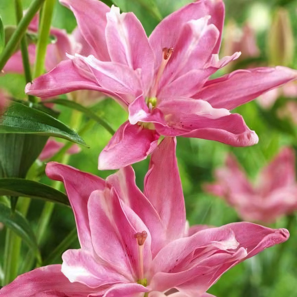 Луковицы  Лилия азиатская Candy Blossom (Кэнди Блоссом) (3шт.)