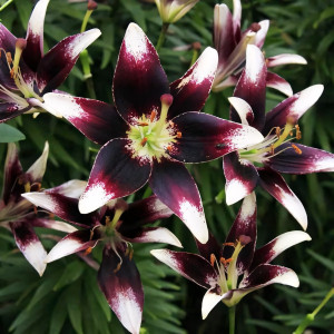  Лилия биколор азиатская Netty's Pride (Нэттиз Прайд)