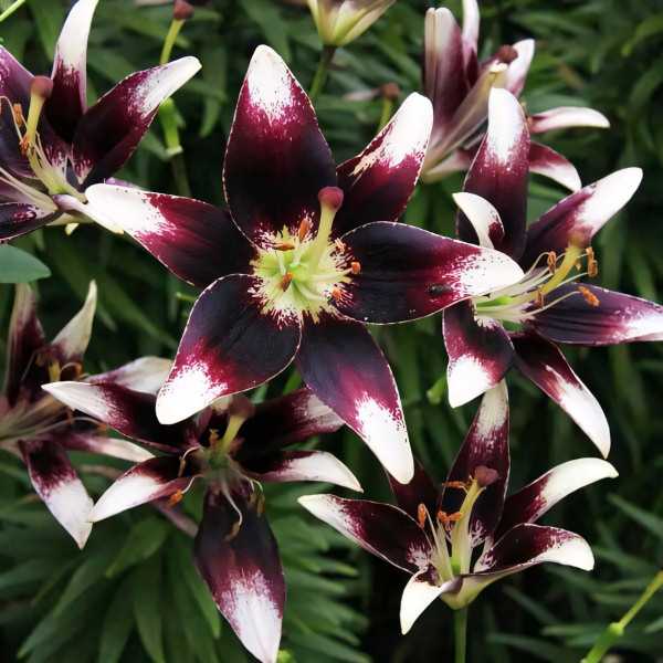 Луковицы  Лилия биколор азиатская Netty's Pride (Нэттиз Прайд) (3шт.)