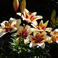 Луковицы  Лилия биколор азиатская Tinos (Тинос) (3шт.)