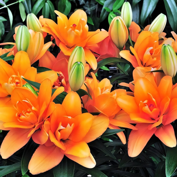 Луковицы  Лилия азиатская Tiny Double Dutch (Тайни Дабл Датч) (3шт.)