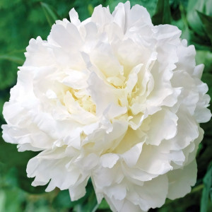 Саженцы Пион Mothers Choice (Мазерс Чойс)