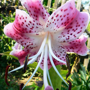  Лилия Speciosum Uchida (Сп. Ушида)