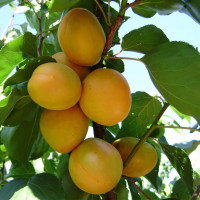 Саженцы Абрикос Ананасный
