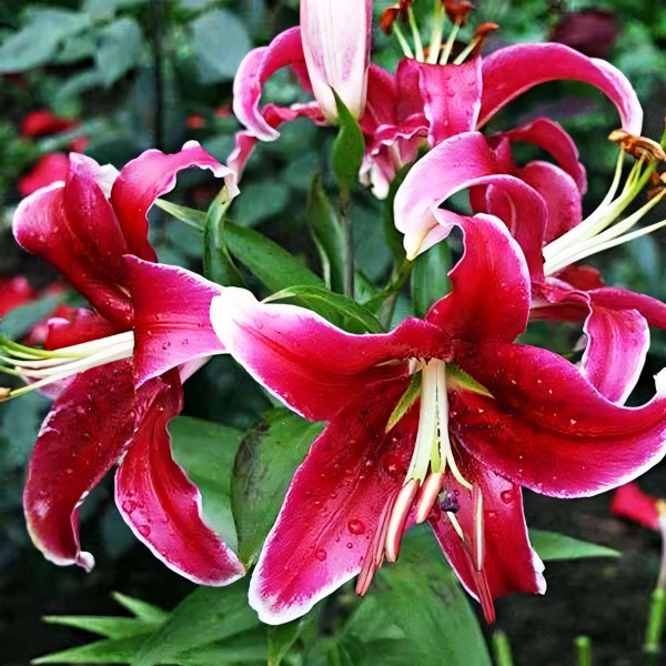 Луковицы  Лилия восточная Kissproof (Кисспруф) (3шт.)