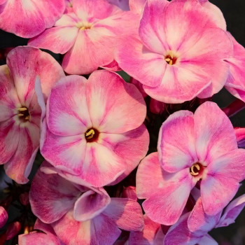 Саженцы Флокс Younique Old Pink (Юник Олд Пинк)