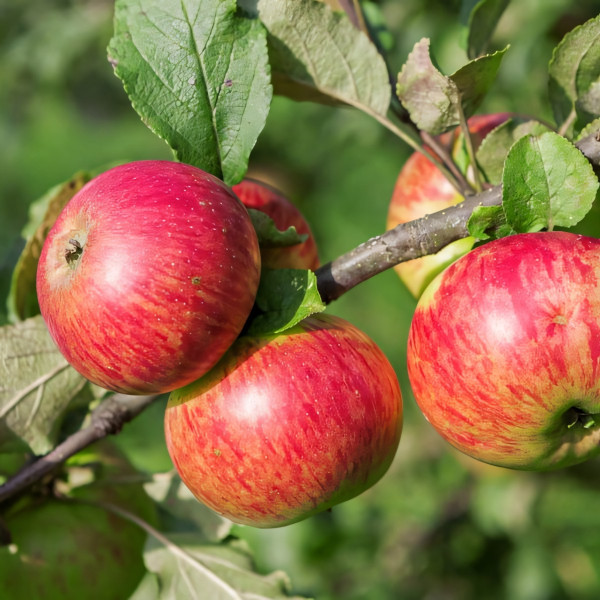 Саженцы Яблоня Медуница