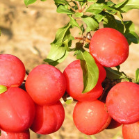 Саженцы Алыча Скороплодная