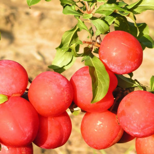 Саженцы Алыча Скороплодная